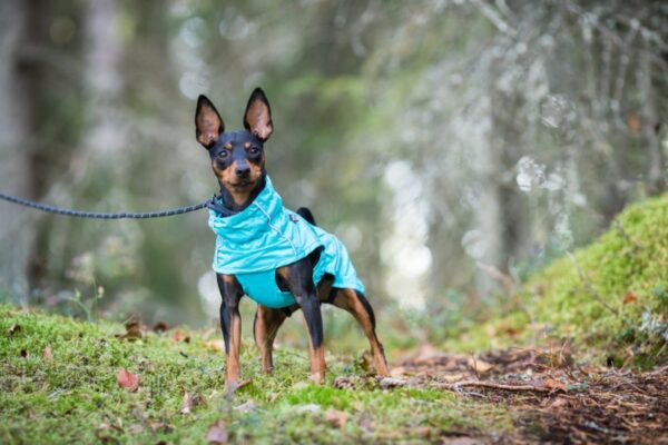Rukkapets Hase Raincoat Turquoise - Afbeelding 5
