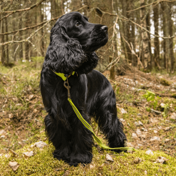 Rukkapets - Grip tracking Leash - Afbeelding 2