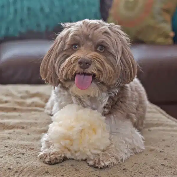 Hugglehounds Hugglefleece ball - Afbeelding 2
