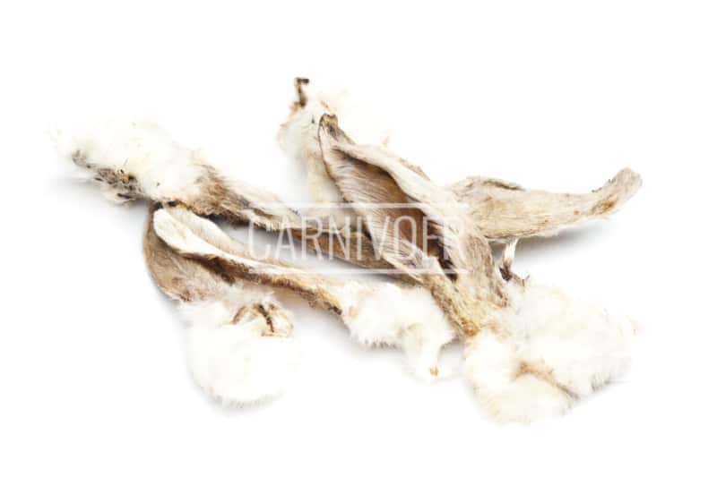 Carnivoer Hazenoren met haar 90 gr